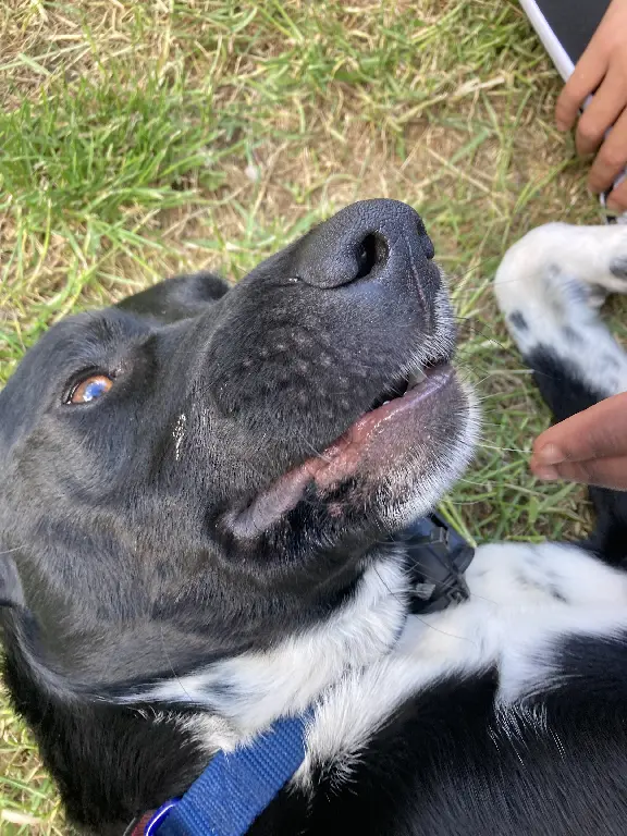 Chien Trouvé 48 Lozère Massegros Causses Gorges - Carlos